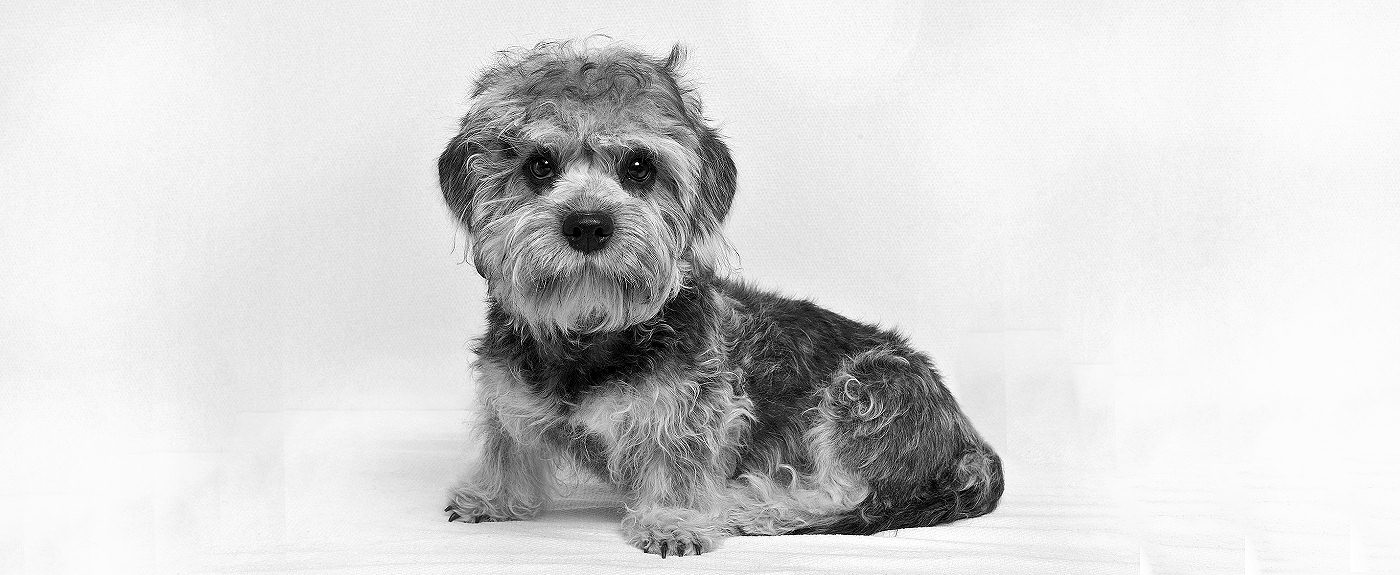 A Dandie Dinmont puppy from Dandiroyal