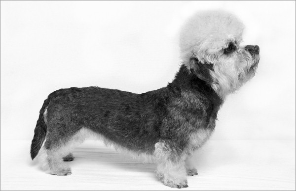 Discover the Dandi Dinmont terrier's conformation.