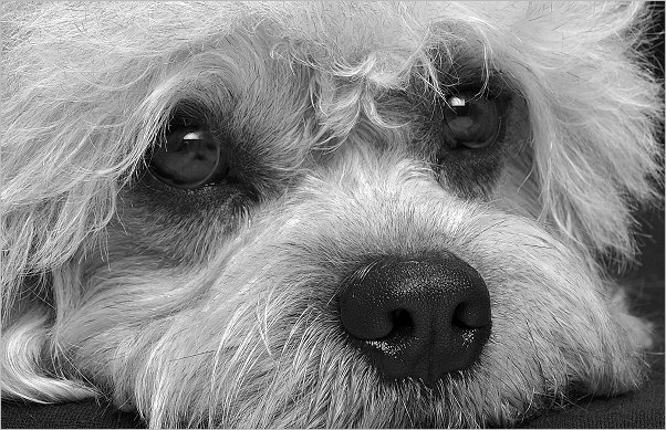 Dandie Dinmont terriers, an owners guide