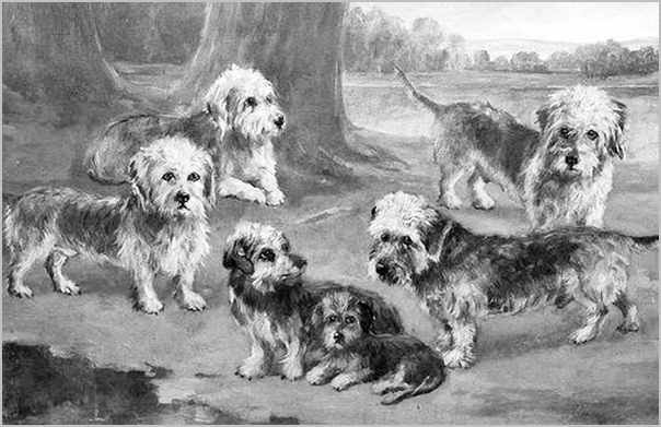 Link to the history of the Dandie Dinmont breed