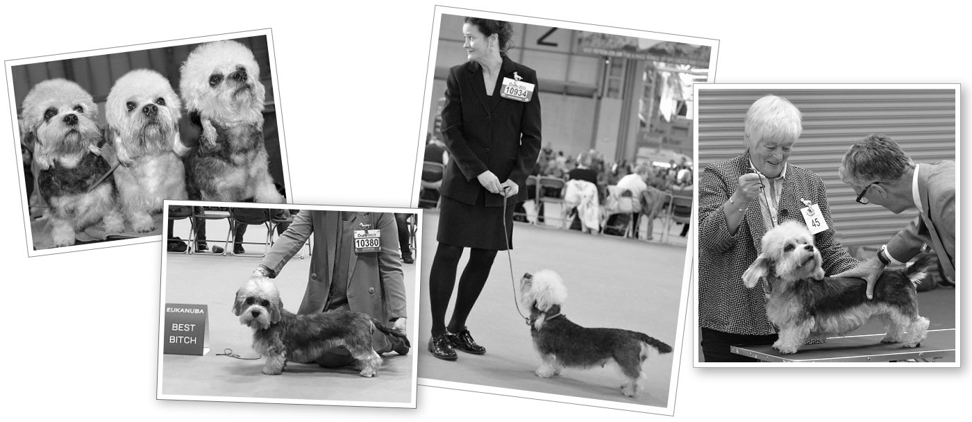 Dandie Dinmont crufts and shows photos by Sheila Rolland