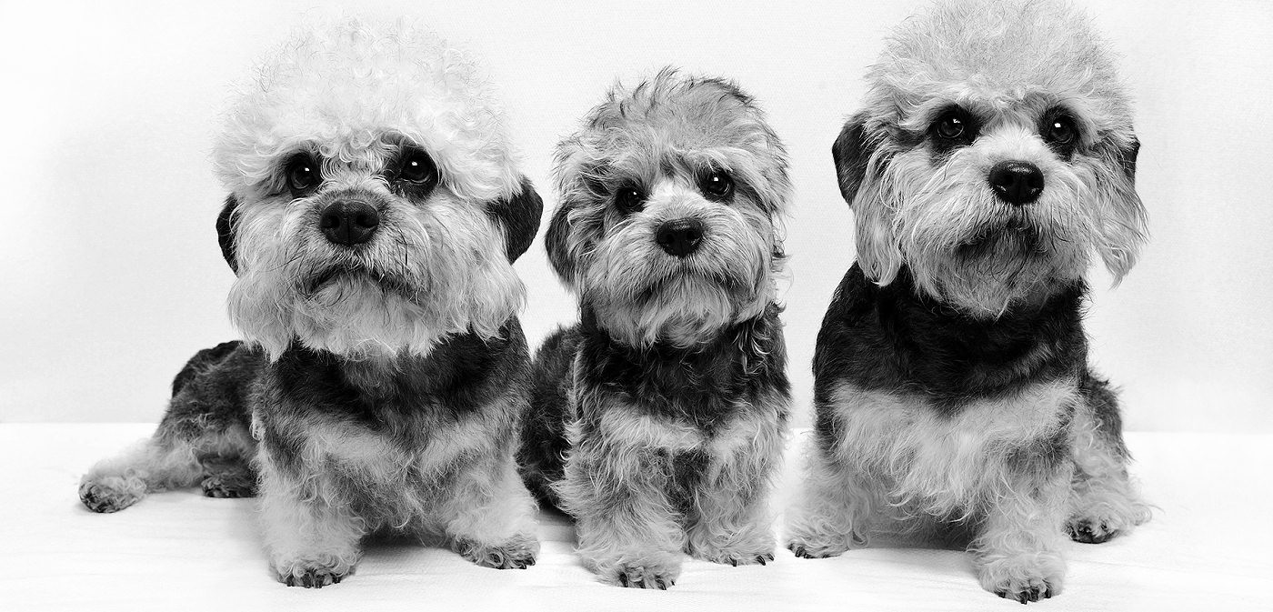 Three Dandie Dinmont terriers, bred by Sheila Rolland at Dandiroyal