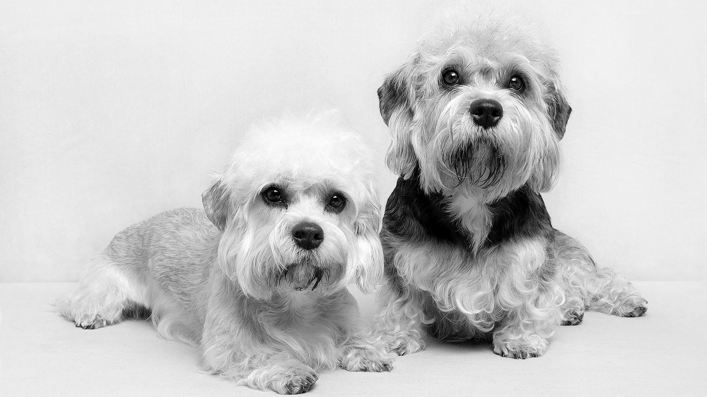 Championship Dandie Dinmont terriers, bred by Sheila Rolland of Dandiroyal