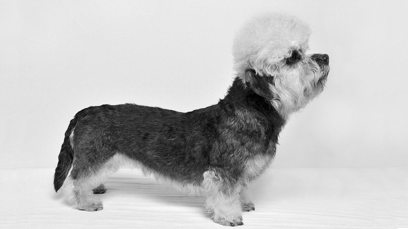 Dandie Dinmont Terries depicted in art