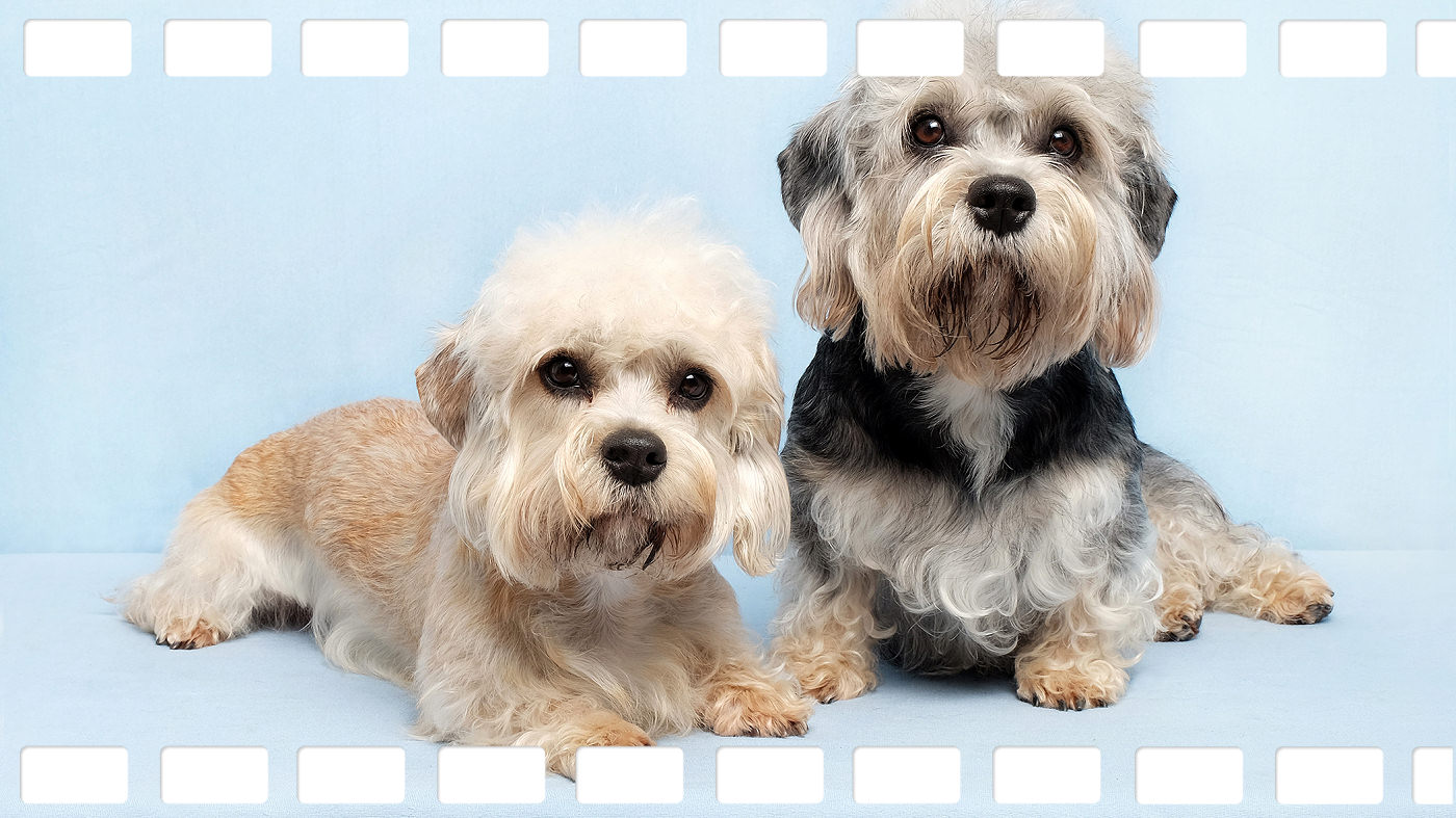 Championship Dandie Dinmont terriers, bred by Sheila Rolland of Dandiroyal
